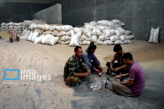 برداشت شلتوک در «کامفیروز» فارس