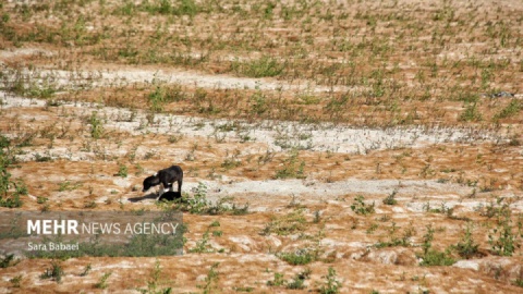 گزارش تصویری/ مرگ تلخ سراب نیلوفر؛ هشدار خاموش طبیعت به مدیران