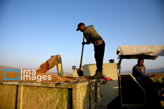 برداشت شلتوک در «کامفیروز» فارس