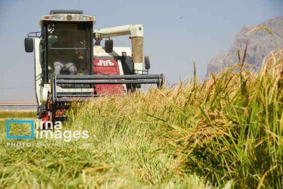 برداشت شلتوک در «کامفیروز» فارس