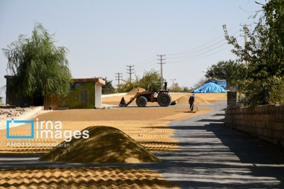 برداشت شلتوک در «کامفیروز» فارس