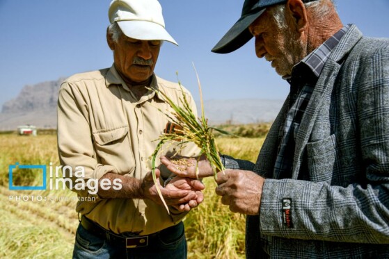 برداشت شلتوک در «کامفیروز» فارس