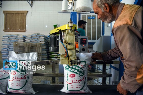 برداشت شلتوک در «کامفیروز» فارس