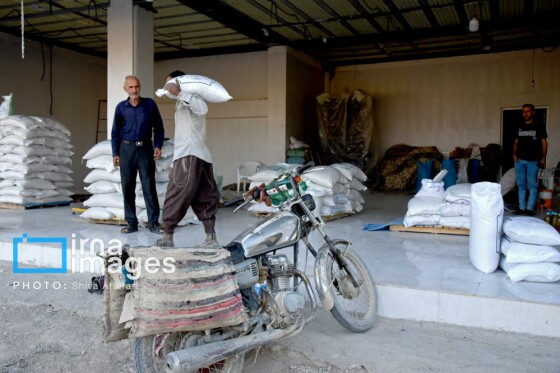 برداشت شلتوک در «کامفیروز» فارس