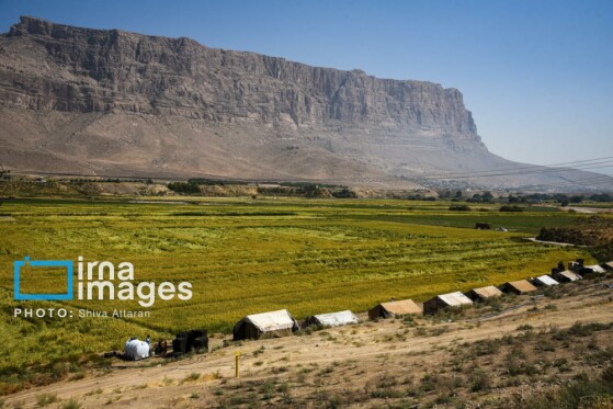 برداشت شلتوک در «کامفیروز» فارس