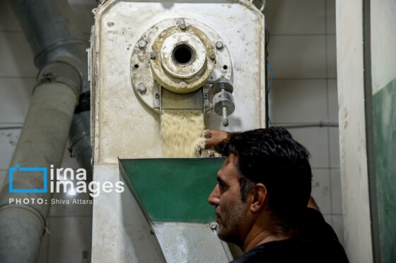 برداشت شلتوک در «کامفیروز» فارس