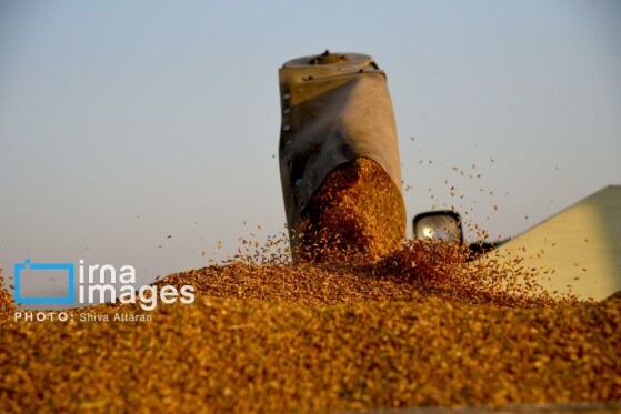 برداشت شلتوک در «کامفیروز» فارس