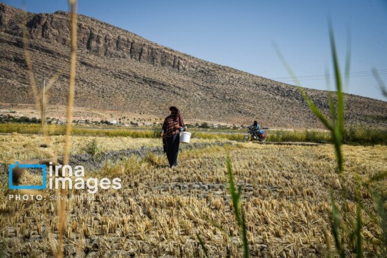 برداشت شلتوک در «کامفیروز» فارس