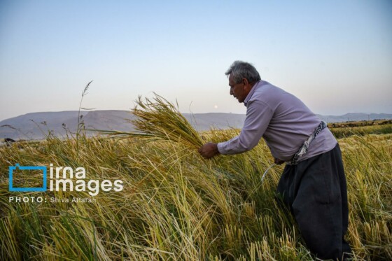 برداشت شلتوک در «کامفیروز» فارس