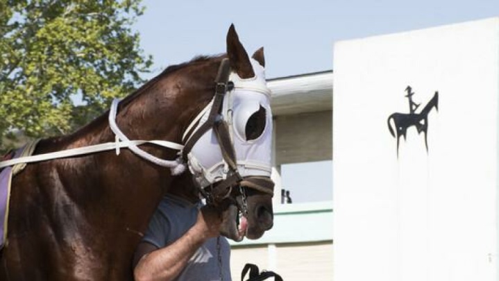 انتخابات فدراسیون سوارکاری چه زمانی برگزار می‌شود؟
