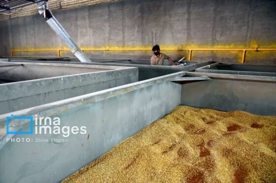 برداشت شلتوک در «کامفیروز» فارس