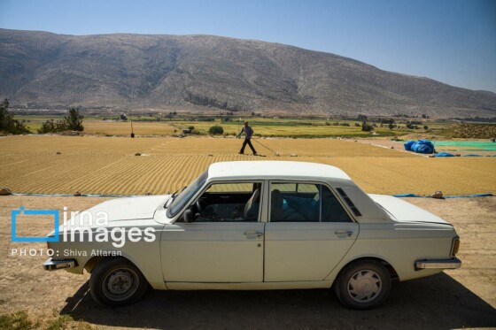 برداشت شلتوک در «کامفیروز» فارس