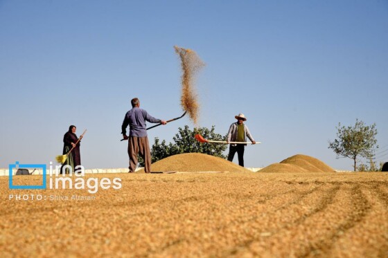 برداشت شلتوک در «کامفیروز» فارس