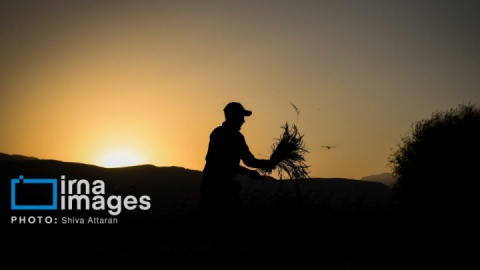 گزارش تصویری/ برداشت شلتوک در «کامفیروز» فارس