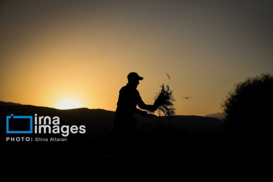 برداشت شلتوک در «کامفیروز» فارس