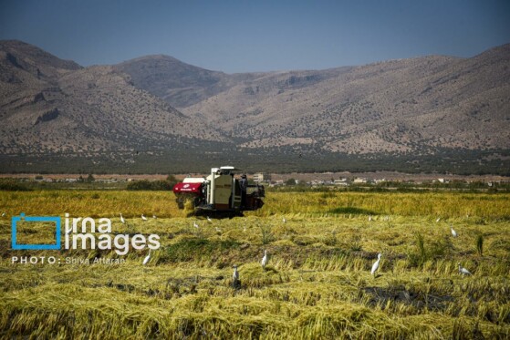 برداشت شلتوک در «کامفیروز» فارس