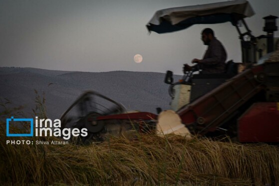 برداشت شلتوک در «کامفیروز» فارس