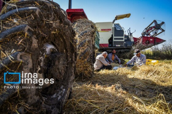 برداشت شلتوک در «کامفیروز» فارس