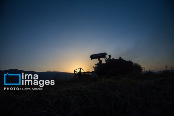 برداشت شلتوک در «کامفیروز» فارس