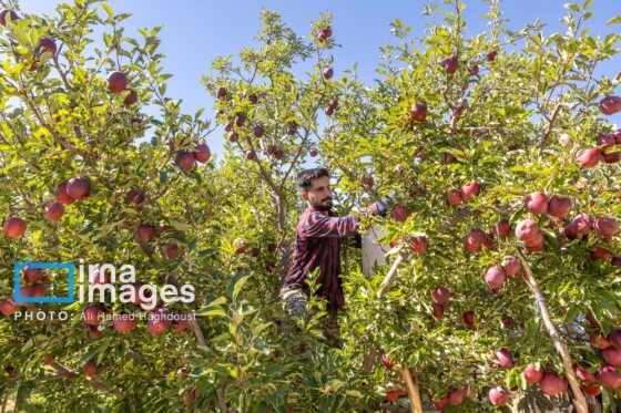 موسم پاییز؛ فصل سیب مراغه