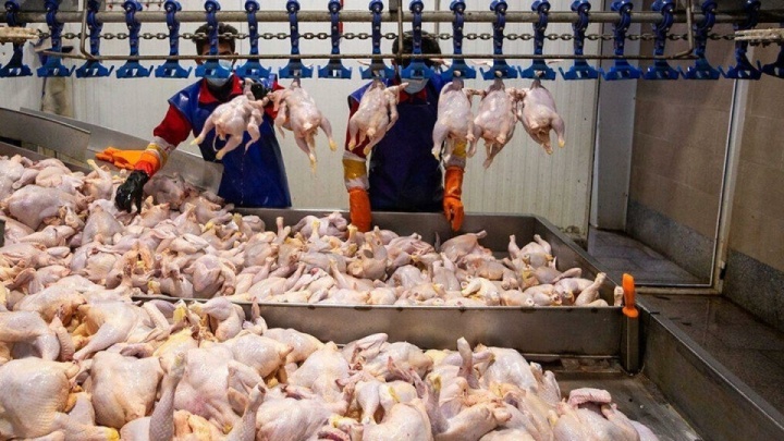 مرغ با این قیمت به دست مصرف‌کننده می‌رسد