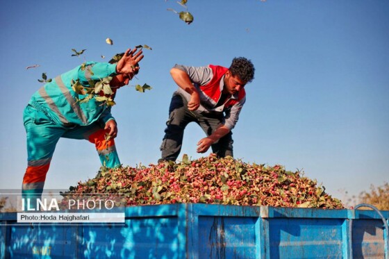 برداشت پسته از باغات نیشابور