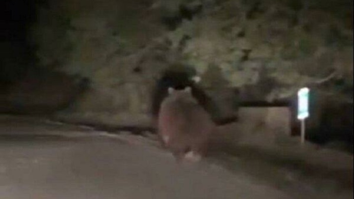 ثبت تصویری یک قلاده خرس قهوه‌ای در فیروزکوه