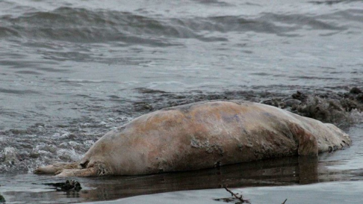 پیدا شدن لاشه یک فک خزری دیگر در سواحل گیلان
