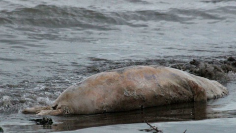 پیدا شدن لاشه یک فک خزری دیگر در سواحل گیلان