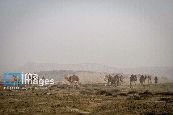 ثبت جهانی روستای «سهیلی» جزیره قشم