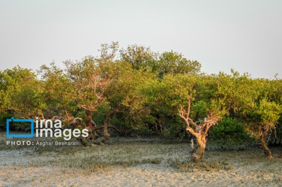 ثبت جهانی روستای «سهیلی» جزیره قشم