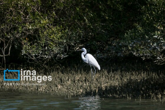 ثبت جهانی روستای «سهیلی» جزیره قشم