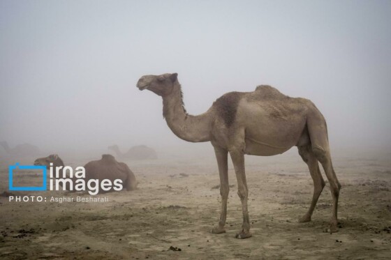 ثبت جهانی روستای «سهیلی» جزیره قشم