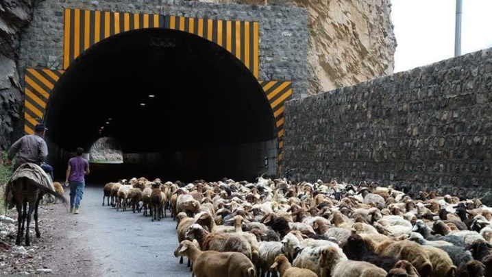 جاده کندوان برای عبور احشام مسدود می‌شود