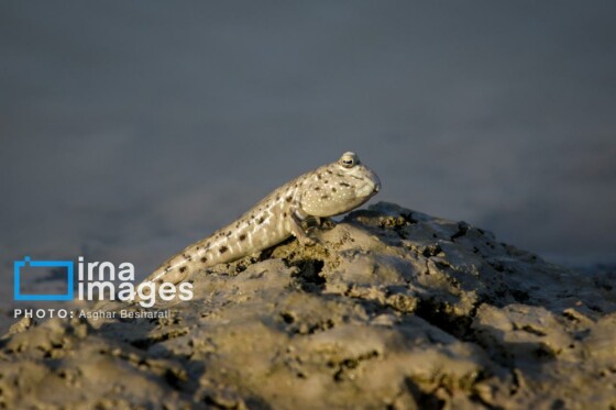 ثبت جهانی روستای «سهیلی» جزیره قشم