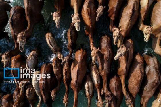 ثبت جهانی روستای «سهیلی» جزیره قشم