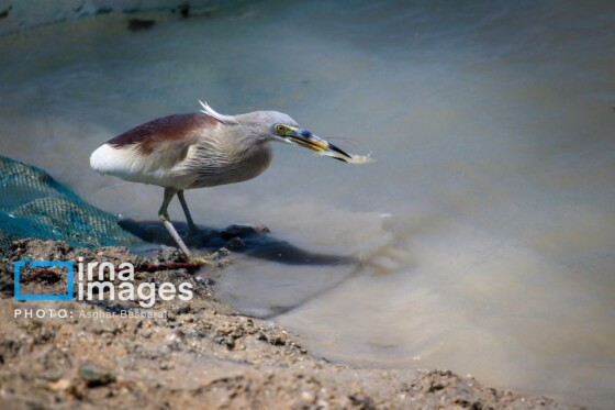 ثبت جهانی روستای «سهیلی» جزیره قشم