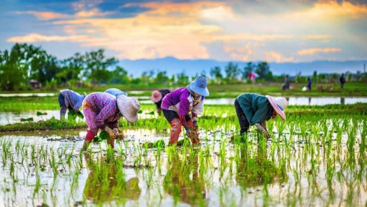 کشت برنج فقط در ۲ استان گیلان و مازندران مجاز است
