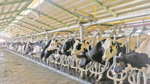 افزایش واردات و عرضه نهاده؛ پاسخ دولت به بحران دامداران