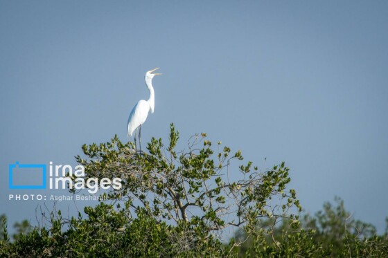 ثبت جهانی روستای «سهیلی» جزیره قشم