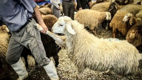 قیمتهای جدید گوسفند و گوساله اعلام شد