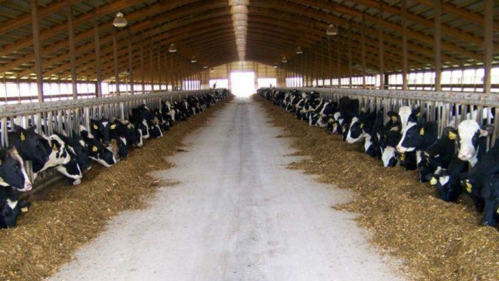 کنترل کامل سویه جدید تب برفکی در دامداری‌های صنعتی