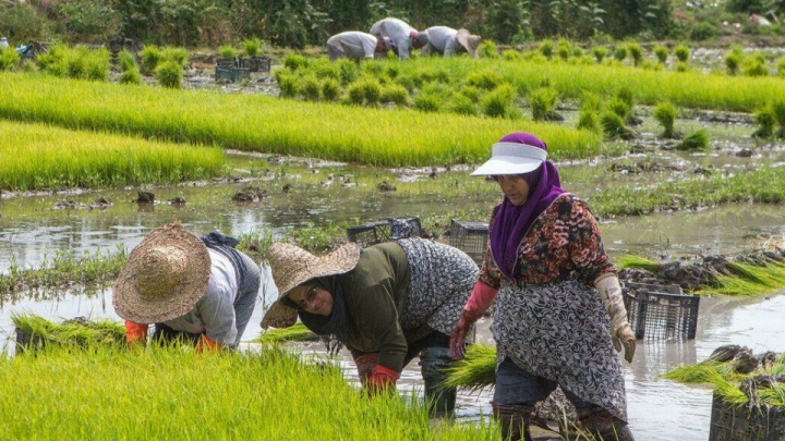 کشاورزی مازندران هنوز در پله معیشت