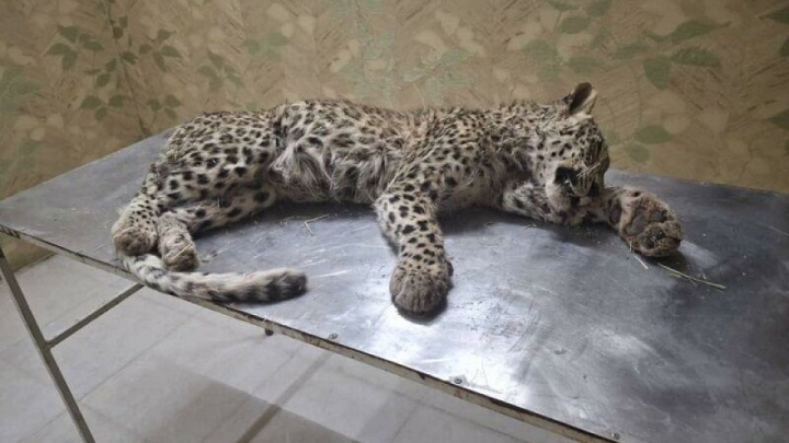 پلنگ ایرانی قربانی ورود غیرمجاز چوپان شد