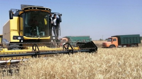 قیمت خرید تضمینی گندم برای سال زراعی ۱۴۰۴-۱۴۰۵ اعلام شد