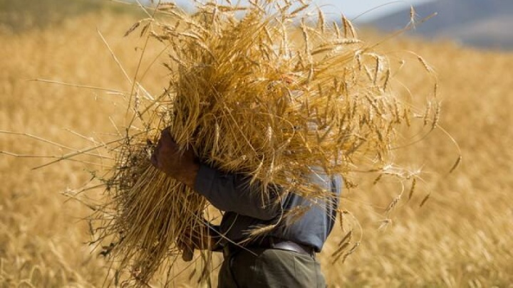 قیمت خرید تضمینی گندم برای سال آینده ابلاغ شد
