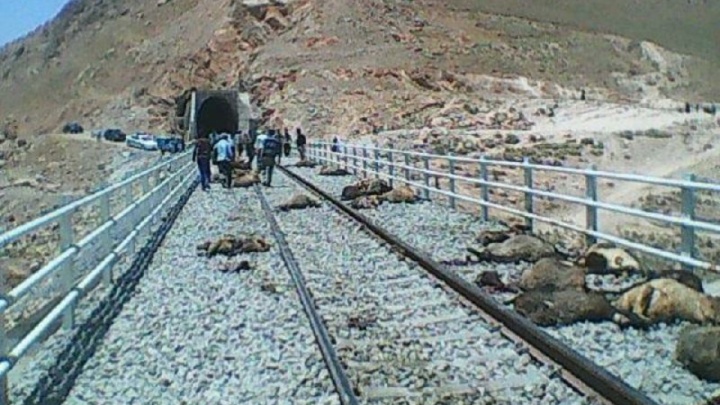 تصادف قطار با گله گوسفندان