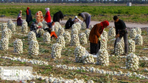 خرید حمایتی پیاز و پرداخت ۷۳ درصد مطالبات کشاورزان