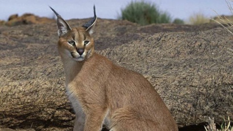 فیلم/مشاهده یک قلاده کاراکال در پارک ملی توران