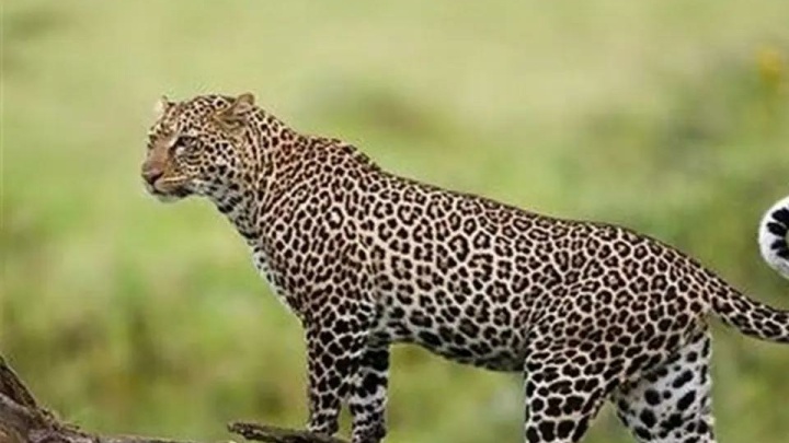 لاشه پلنگ ایرانی در کوهستان‌های دشتستان پیدا شد